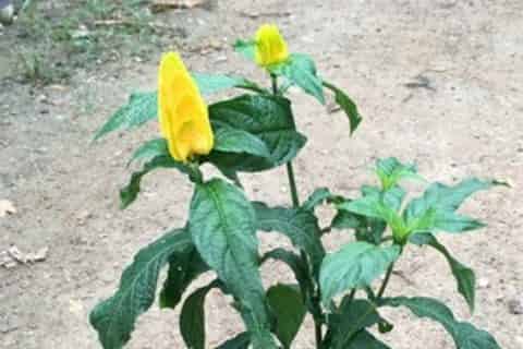 黄金塔花一年开几次花
