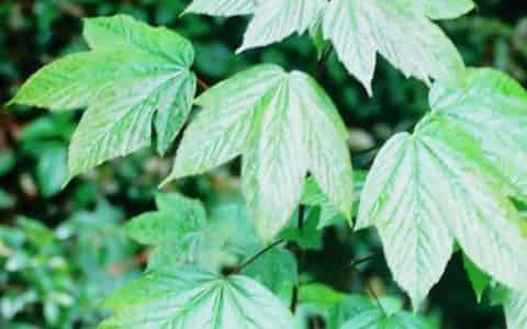 双子叶植物和单子叶植物的区别