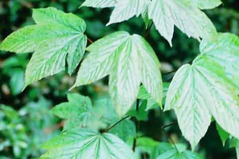 双子叶植物和单子叶植物的区别