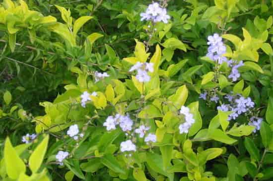 蕾丝金露花的花语