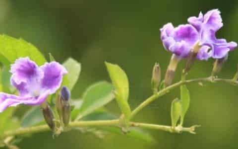 蕾丝金露花的花语