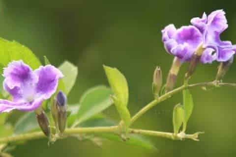 蕾丝金露花的花语