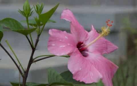朱槿花的花语和寓意