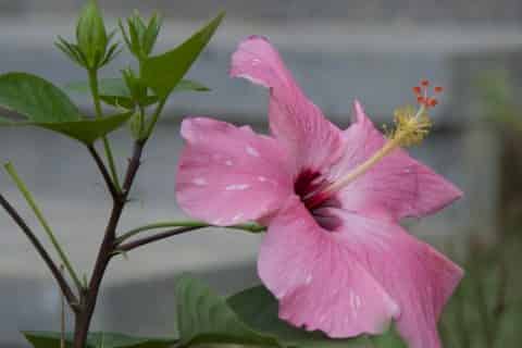 朱槿花的花语和寓意