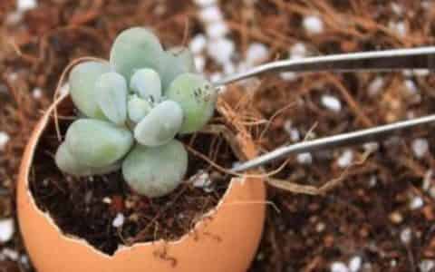 栽花花盆底下需要垫什么