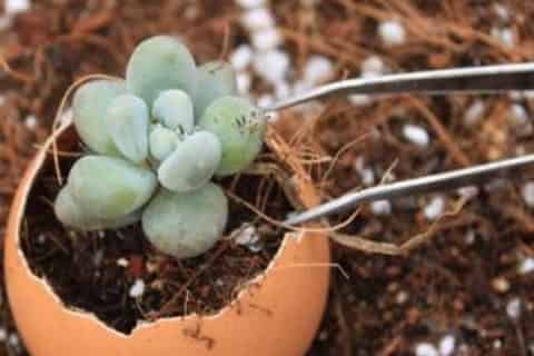 栽花花盆底下需要垫什么