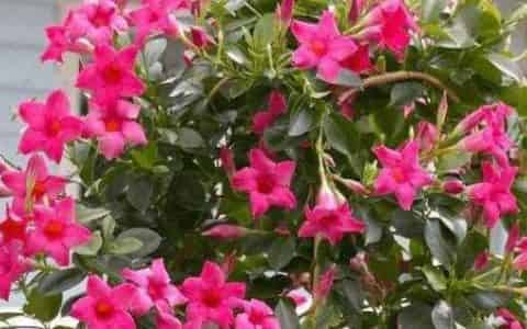 飘香藤花语和寓意
