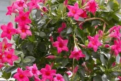 飘香藤花语和寓意