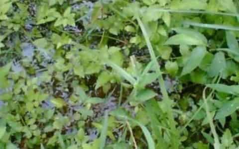 荠菜种子需要浸泡后再种植吗