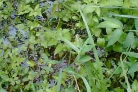 荠菜种子需要浸泡后再种植吗