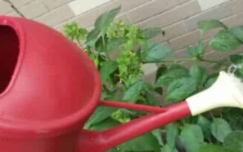 冷开水可以浇室内植物吗