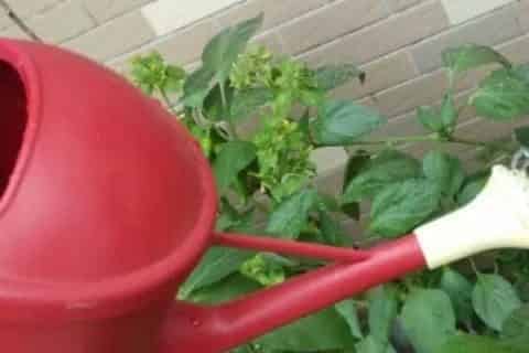 冷开水可以浇室内植物吗