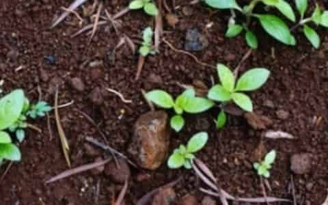 花有小白虫快速消灭的方法