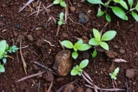 花有小白虫快速消灭的方法