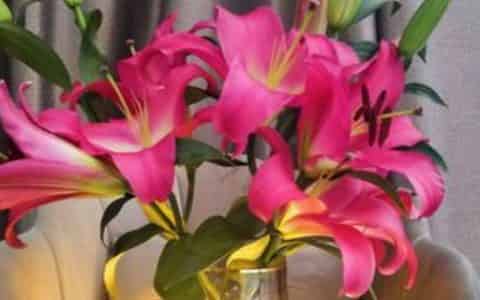 插瓶鲜花蔫了怎么救活
