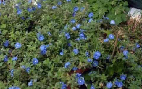 蓝星花的花语