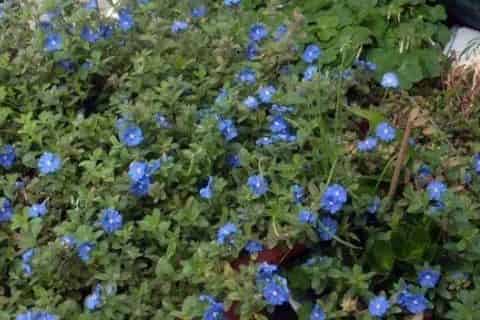 蓝星花的花语