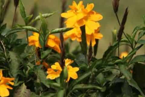 鸟尾花的花语是什么