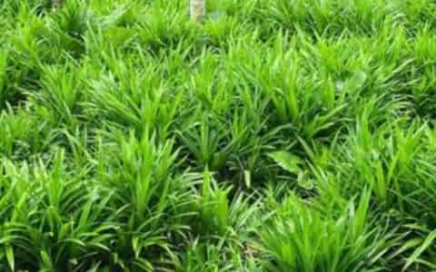 香兰叶的种植方法和注意事项