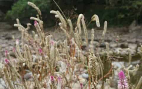 青葙花语是什么