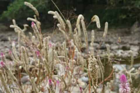 青葙花语是什么