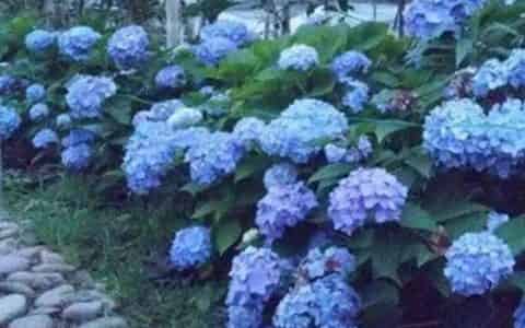 蓝色的花有哪些及花名