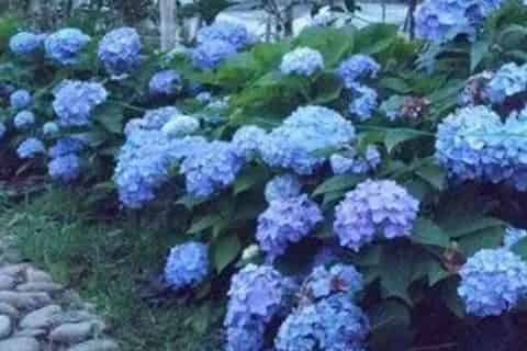 蓝色的花有哪些及花名