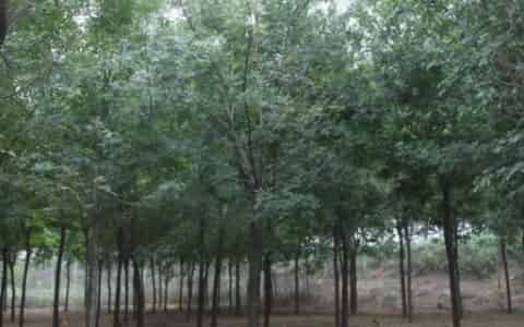 白蜡树的寓意和象征