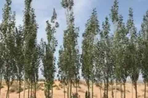 白杨的特点和品质