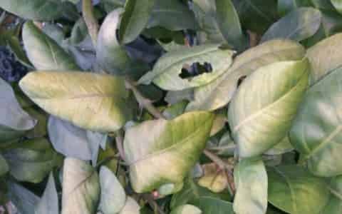 植物叶子发黄干枯是怎么回事