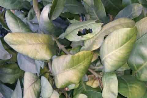 植物叶子发黄干枯是怎么回事