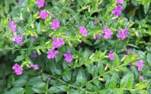 萼距花耐寒零下几度