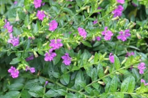 萼距花耐寒零下几度