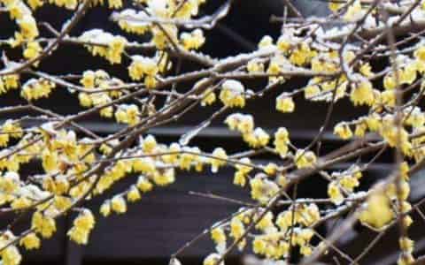 雪水可以浇花吗?