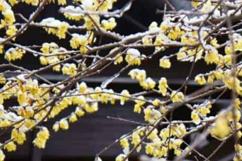 雪水可以浇花吗?