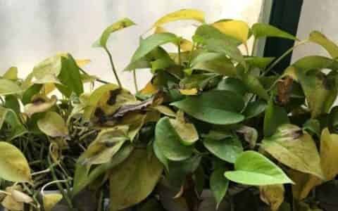 植物叶片发黄是缺什么