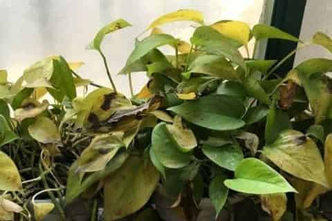 植物叶片发黄是缺什么