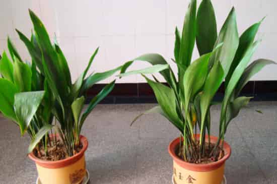 耐寒的室外绿植有哪些