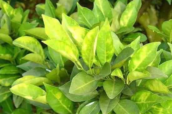 植物叶子发黄是什么原因