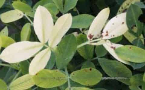 植物叶子发黄是什么原因