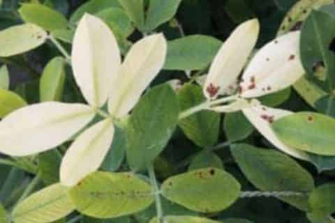 植物叶子发黄是什么原因
