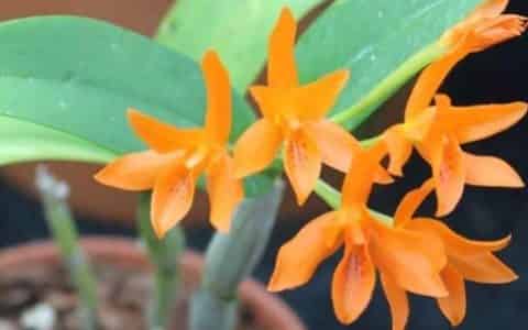 橙花的花语