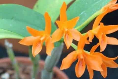橙花的花语
