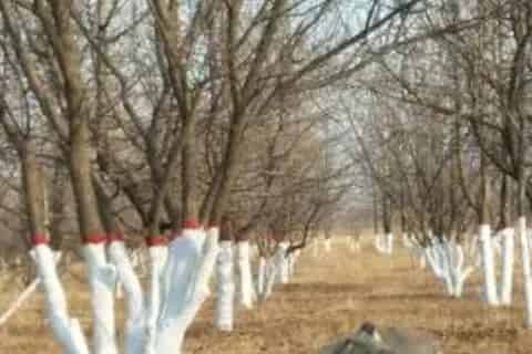 防止树木冻死的方法