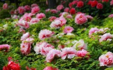 冬季里最耐寒的15种花卉