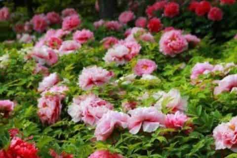 冬季里最耐寒的15种花卉