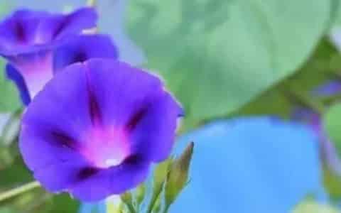 夕颜花的花语和寓意