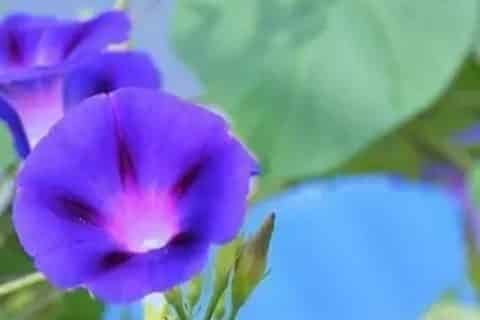 夕颜花的花语和寓意