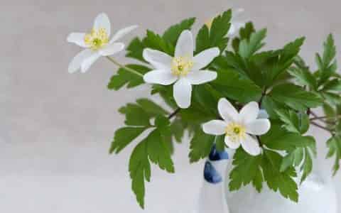 花里有小虫子用什么方法可以清除掉