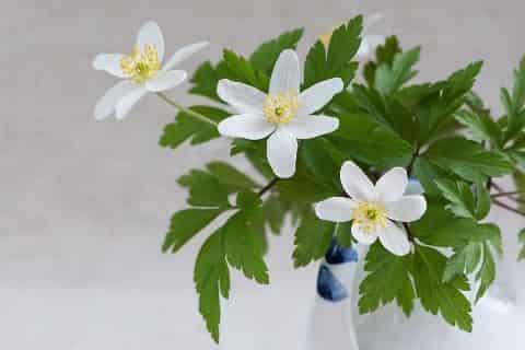 花里有小虫子用什么方法可以清除掉